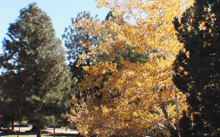 Prescott Land for Sale in the Pines
