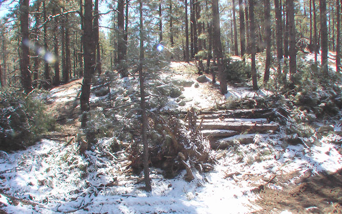 Prescott Land for Sale in the Pines
