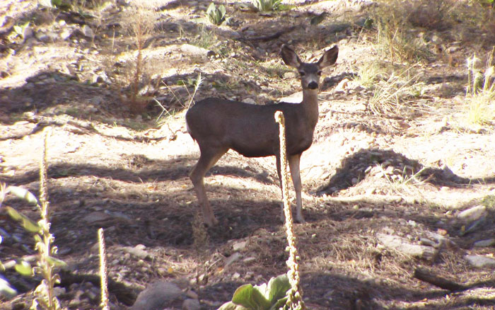 Prescott Land for Sale in the Pines
