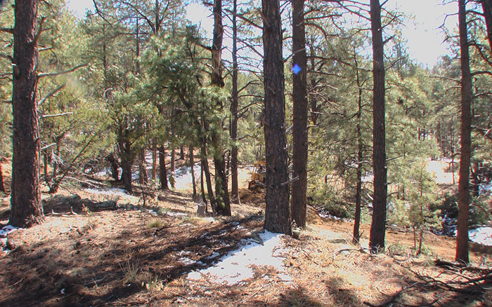 Prescott Land for Sale in the Pines

